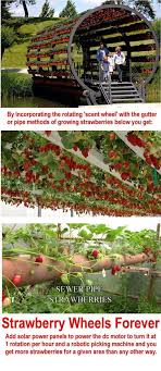 Pin By Bonnie Lewis On Plants Plants Aquaponics System Aquaponics