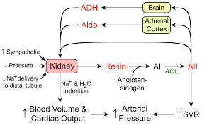 Cv Physiology Renin Angiotensin Aldosterone System