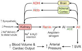 cv physiology renin angiotensin aldosterone system