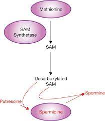 To prevent the growth 2. Spermidine Surprise For A Long Life Nature Cell Biology
