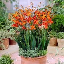 Crocosmia Babylon Parkers Wholesale Crocosmia Bulbous Plants Easy To Grow Bulbs
