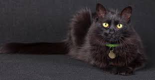 Use them in commercial designs under lifetime, perpetual & worldwide rights. What Are The Types Of Black Cat Breeds Petfinder