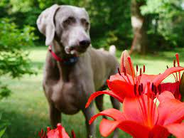 Native american symbols, like the cactus symbol, can vary in meaning from one tribe to another and across the culture groups of north america. How To Treat Plant Poisoning In Puppies