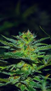 Customize and personalise your desktop, mobile phone and tablet with these free wallpapers! Weed Phone Wallpapers On Wallpaperdog