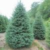 Ex gordon, pinus orientalis l. Https Encrypted Tbn0 Gstatic Com Images Q Tbn And9gcswazqf43r37hx9qexhooqihqnwr3jr2bh3agieazfqpfvjwcem Usqp Cau