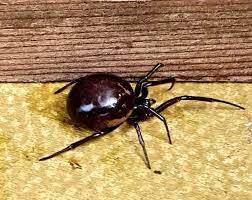 False widow spiders are believed to have first come to england in shipments of fruit in the 1870s. Spider Control Urban Pest Control