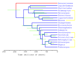 Image result for Podocarpaceae