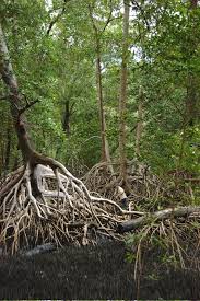 Image result for Rhizophoraceae