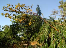 Image result for Senna petersiana