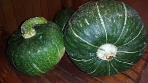 Plant them in spring in full sun and just sit back and enjoy. When To Pick Buttercup Squash Not To Be Confused With Butternut Hometalk