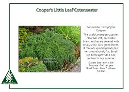 Image result for Cotoneaster microphyllus
