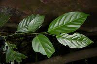 Image result for Strombosia