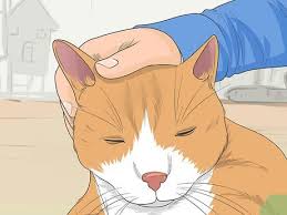 Taming a feral kitten is a slow but rewarding process. How To Tame A Feral Cat 14 Steps With Pictures Wikihow