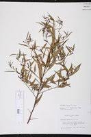 Image result for Ludwigia erecta