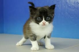 Black And White Ragdoll Cat Price Oreo Black And White Munchkin Cat Kitten From Www Ragdollkitten Us Munchkincat Munchkin Cat Cats Cats And Kittens