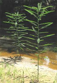 Image result for Sesbania