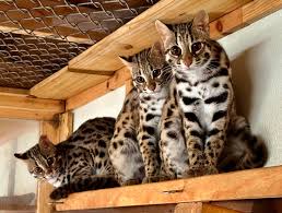 ‪Asian Leopard Cats: A Wild Treasure Tainted by the Pet Trade - Carolina  Tiger Rescue‬‏