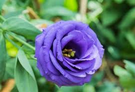 We did not find results for: 10 Different Flowers That Almost Look Like Roses Gardening Chores