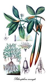 Image result for Rhizophoraceae