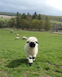 People Can T Agree Whether These Sheep Are Cute Or Terrifying Valais Blacknose Sheep Sheep Sheep Breeds