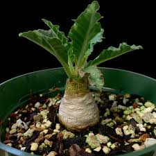 Image result for Dorstenia buchananii