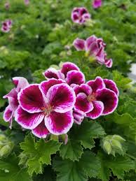Image result for Geranium vagans