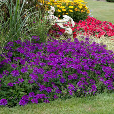 Buy Verbena Endurascape Purple Plants Purple Plants Plants Verbena Plant