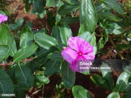 Image result for Crossandra puberula