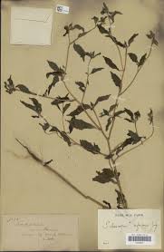 Image result for Sclerocarpus africanus