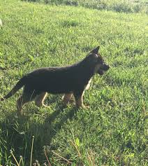 We can ship in the usa in between $350 and $450. German Shepherd Puppies For Sale Bolivar Mo 297507