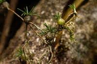 Image result for Bulbophyllum encephalodes