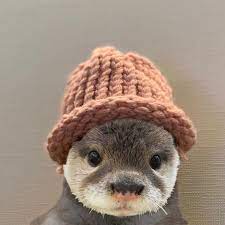 Please Follow Iloveotters Otter Wif Hat Otter Otters Cute Babyotter Otterlove Country Countryliving Baby Animals Cute Baby Animals Cute Little Animals