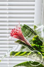However, there are some that will blossom even in half shade and poorly lit conditions; Low Light Flowering Plants In 2021 Indoor Flowering Plants Indoor Flowers Houseplants