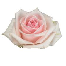Check spelling or type a new query. Rose Lazise Cut Roses Flower Suppliers Wholesale Flowers Direct