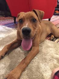 Homeward bound golden retriever rescue, a greater sacramento dog rescue, offers a comprehensive adoption program and lifetime sanctuary for goldens in need. Thomas The Puppy Finally Up For Adoption Cbs Sacramento