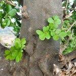 Image result for Haplocoelum