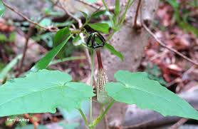 Image result for Ceropegia meyeri