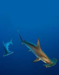 We did not find results for: The 4ocean Bracelet Every Purchase Pulls A Pound Of Plastic From Our