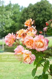 Gap scents heaven body mist 7 fl oz (200 ml). Rosa Scent From Heav Stock Photo By Richard Wareham Image 1335401