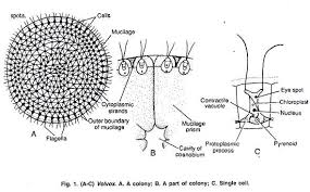 Volvox Occurrence Structure And Reproduction With Diagrams