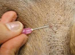 Skin squamous cell carcinoma is the most commonly diagnosed carcinoma of the skin, and primarily affects older dogs, especially bloodhounds, basset hounds, and standard poodles. Diagnosing Dermatologic Disorders In Dogs