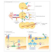 T Cell Targeted Immunosuppression The Most Common Form Of Rejection Encountered Is T Cell Mediated Tmr Also Known As A T Cell Antigen Presenting Cell Cell