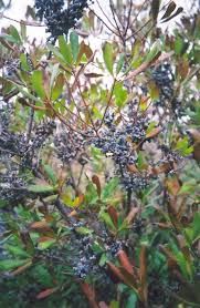 Its common names include southern wax myrtle, southern bayberry, candleberry, bayberry tree, and tallow shrub. Click To View Full Size Photo Of Northern Bayberry Myrica Pensylvanica At Weston Nurseries Landscape Nursery Native Plants Plants