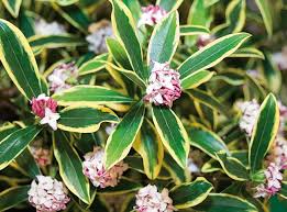 Nouvelle Variete De Daphne Daphne Odora Jardins Plante Jardin