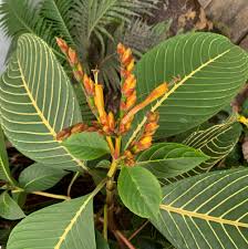 Image result for Sanchezia speciosa