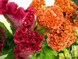 Cockscomb Bouquets Cockscomb Flowers We Love Flowers Wedding Flowers Wedding Flowers Summer