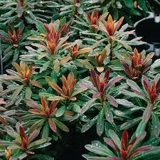 Image result for Euphorbia espinosa