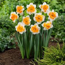 According to a tradition dating back to the ancient romans, the characteristics and symbolic meanings of your birth flower play a part in determining your personality. Birth Month Flowers Hgtv