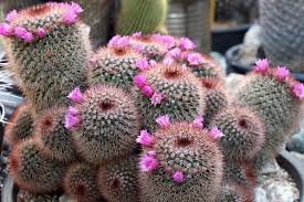 The best plant identification app. Cactus Info Photos And Ids