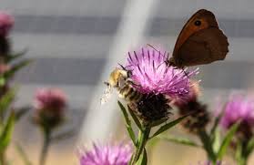 Having bees buzzing around to act as pollinators brings life to the yard and makes flowers and other plants lush and abundant. How To Attract Bees Into Solar Parks Pv Magazine International